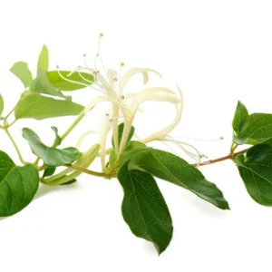 Honeysuckle