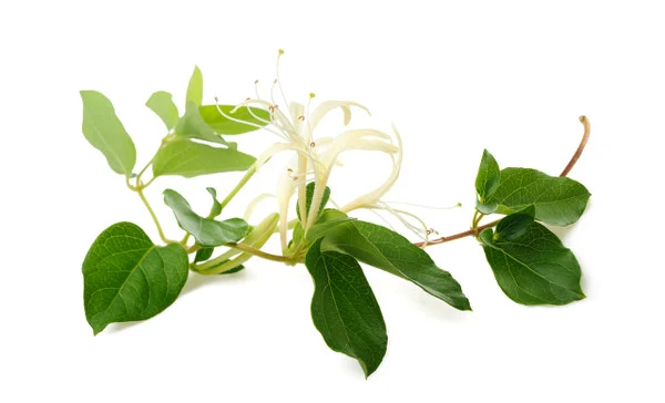 Honeysuckle