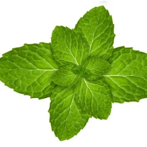 Menthol Tobacco
