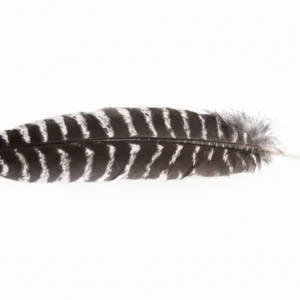 Smudge Feather Turkey 10"-12"
