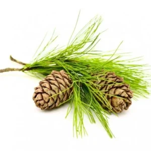 Goloka - Cedarwood Natural & Undiluted Essential Oil 10ml