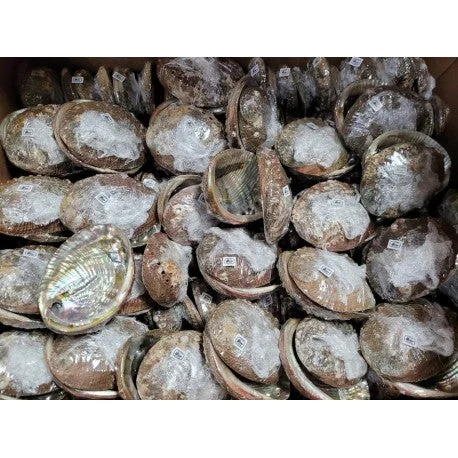 3-4" Mexico Green Abalone Shell