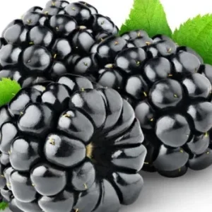 Blackberry
