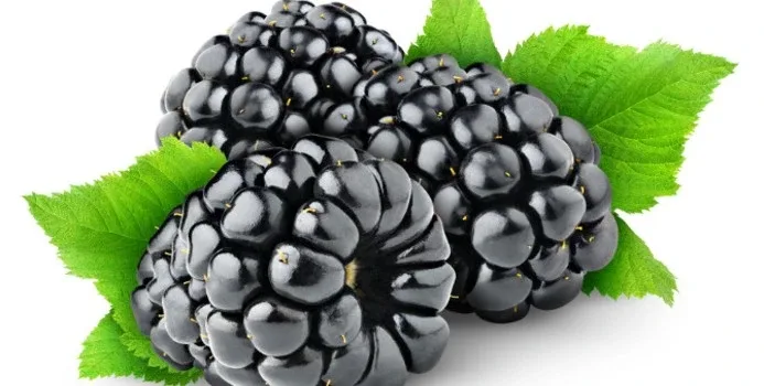 Blackberry
